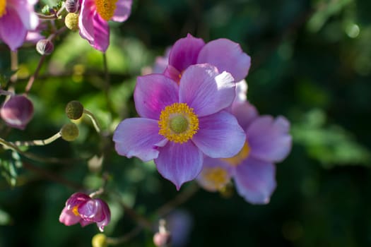 Anemone hupehensis. Commonly known as the Chinese anemone or Japanese anemone, thimbleweed, or windflower