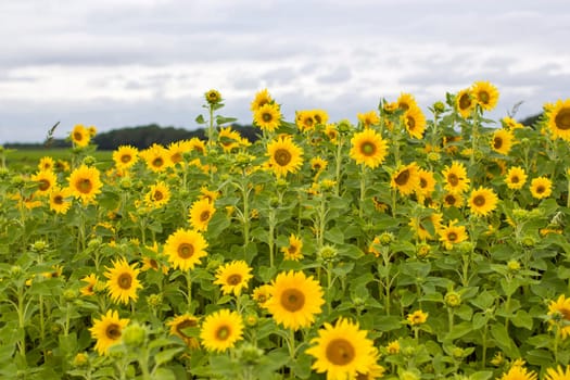 Sunflowers (helianthus) in a field - summertime