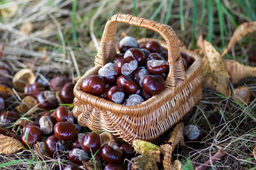 basket full of chestnuts - autum in a forest