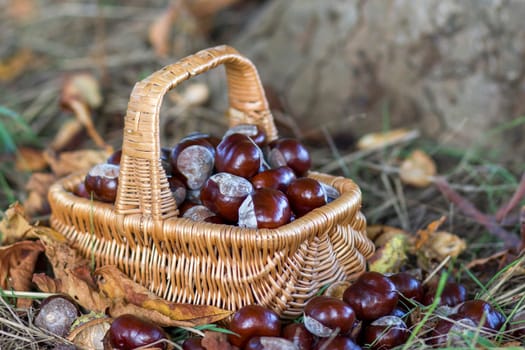 basket full of chestnuts - autum in a forest