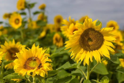 Sunflowers (helianthus) in a field - summertime