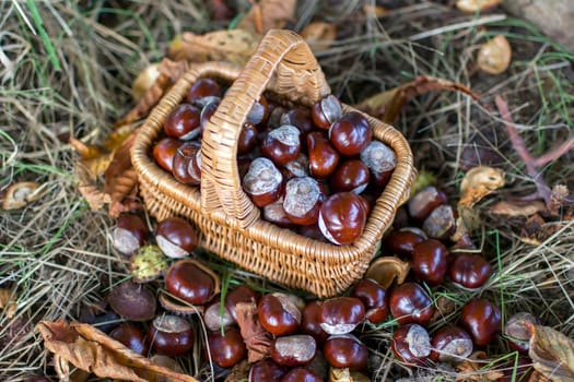 basket full of chestnuts - autum in a forest