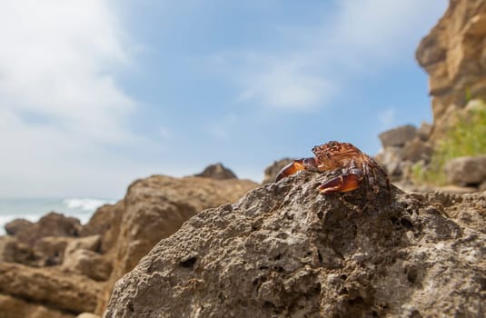 Marbled rock crab or pachygrapsus marmoratus. Magoito Coast, Portugal