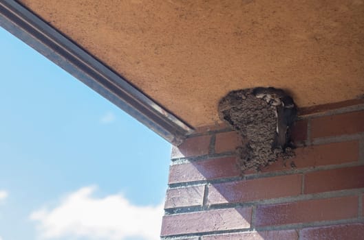 Mother feeding her chicks. Western house martin or Delichon urbicum