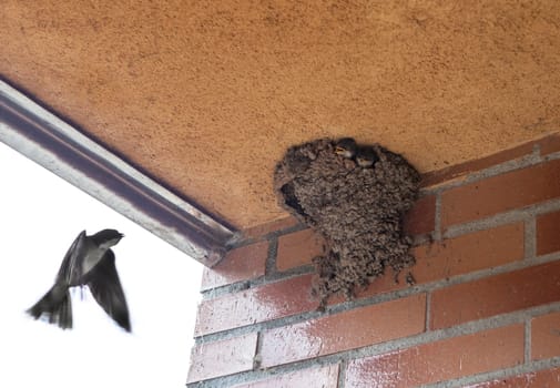 Mother flying back to nest in the eaves. Western house martin or Delichon urbicum