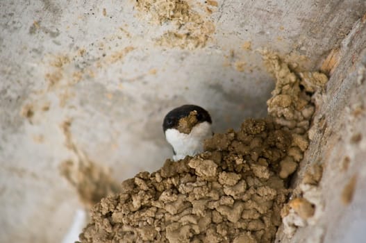 Western house martin building his nest. Block of flats building