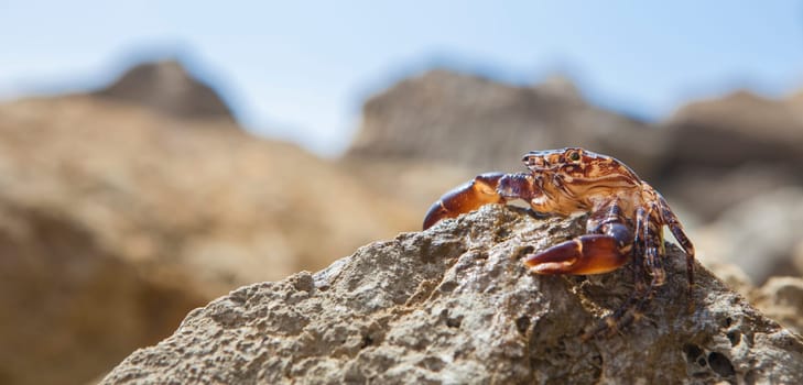 Marbled rock crab or pachygrapsus marmoratus. Magoito Coast, Portugal