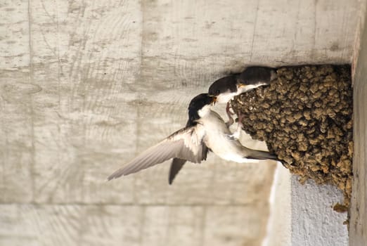 Mother feeding her chicks. Western house martin or Delichon urbicum