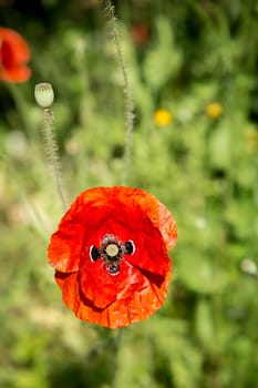 A bright red poppy flower (Papáver) in full bloom against a background of greenery