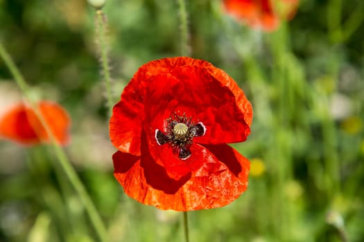 A single red poppy flower (Papáver) in a sunny garden on a green background