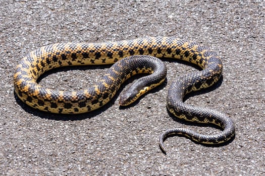 Leioheterodon madagascariensis, Malagasy Giant Hognose, harmless species of endemic snake, Zombitse-Vohibasia National Park, Madagascar wildlife animal