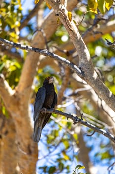 Greater vasa parrot (Coracopsis vasa) Endemic bird perched on tree branch, Tsimanampetsotsa Nature Reserve, Madagascar wildlife animal