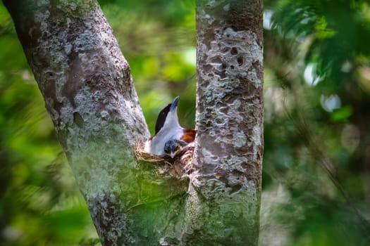 Rrufous vanga (Schetba rufa) is a species of endemic bird in the family Vangidae. It is monotypic within the genus Schetba, Zombitse-Vohibasia National Park, Madagascar wildlife animal.