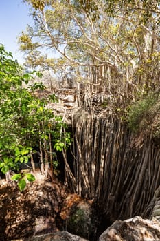 Massive banyan fig at sinkhole, with its roots grows so that it forms a small forest and amazing natural scenery. Tsimanampetsotsa national park. Madagascar wilderness landscape.