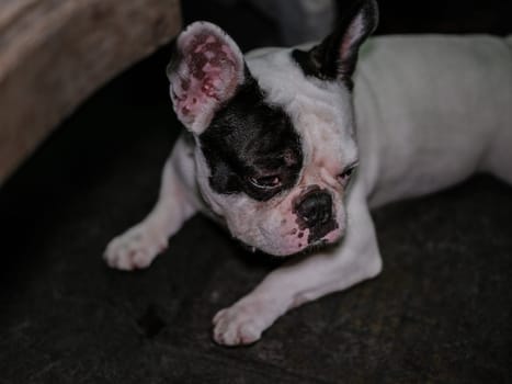 White French bulldog  at the floor .