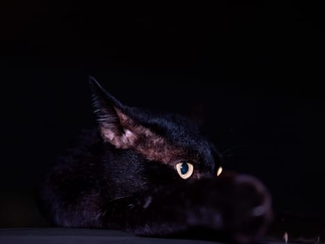 Portrait of a cute black cat on the car .