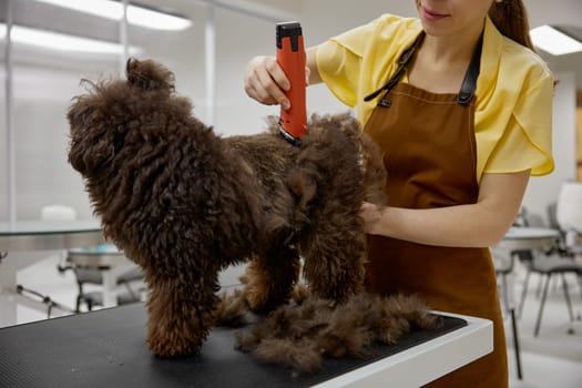 Woman veterinarian trimming cute fluffy dog using electric wool clipper at grooming pet studio cropped shot