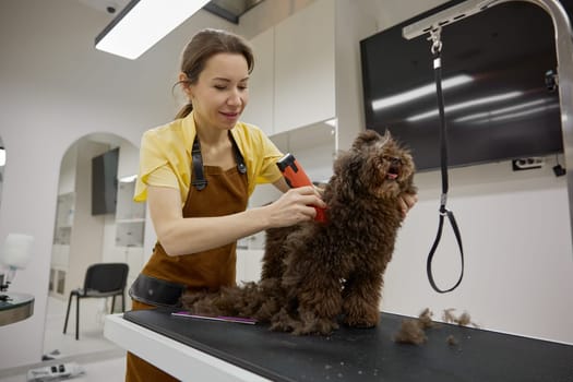 Woman veterinarian trimming cute fluffy dog using electric wool clipper at grooming pet studio cropped shot