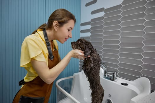 Woman groomer playing with little purebred dog during hygiene procedure in pet salon. Cute wet puppy and veterinarian concept