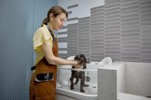 Cute fluffy dog getting hygiene shower in glass sink at pet salon. Female vet using hair care products for washing puppy