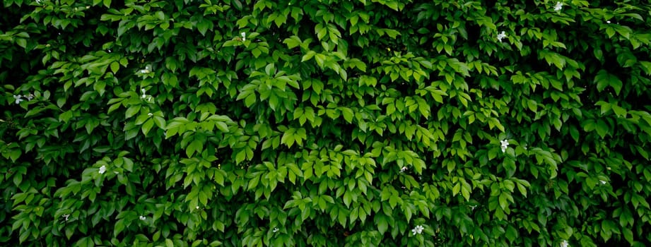 Small green leaves in hedge wall texture background. Closeup green hedge plant in garden. Eco evergreen hedge wall. Natural backdrop. Beauty in nature. Green leaves with natural pattern wallpaper.