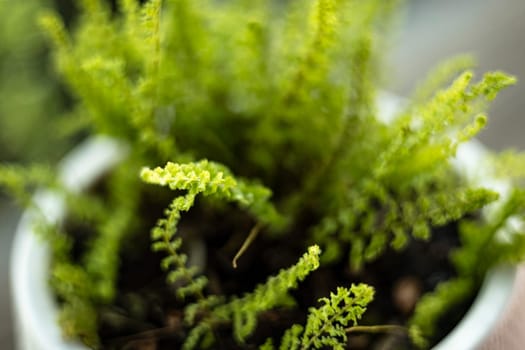 Small fern plant in white pot. Concept of indoor gardening and caring for house plants.