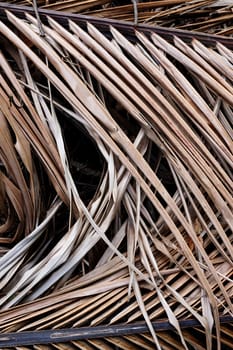 Dry Palm leaf texture background. Abstract background by dry and yellow palm leaf.