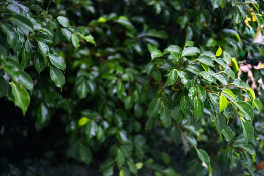 Nature background concept. Tropical green leaf texture background