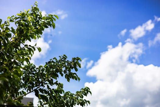 Leaves of a tree against a cloudy sky background. Silhouette of leaves with clear sky background.