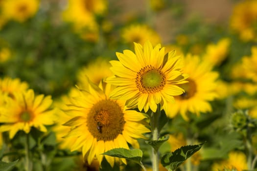 Sunflowers (helianthus) in a field - summertime
