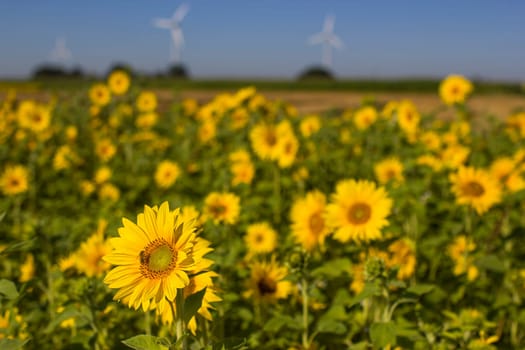 Sunflowers (heliantus) in a field - summertime