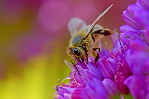 bee on flower of an Allium