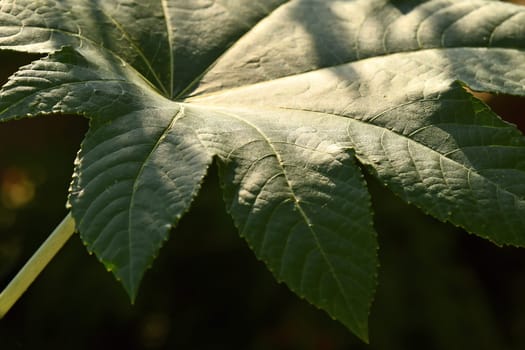 castor-oil plant with leaf