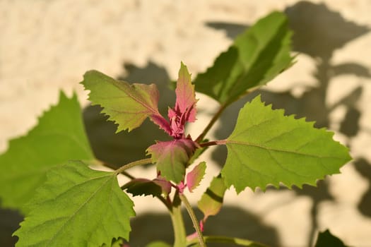 tree spinach, eatable wildflower in summer in Germany