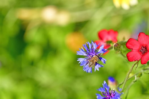 cornflower with bee and linseed flowers
