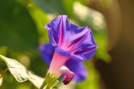 morning glory with blue flower, drug of the aztecs on a dark background