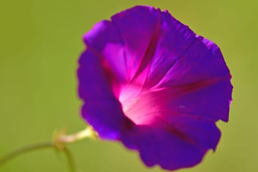 morning glory with blue flower, drug of the aztecs on a dark background
