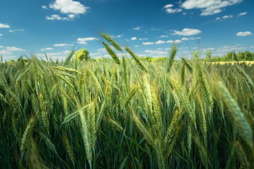View of the grain field, the horizon and the blue sky, summer day