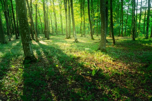 Sunlight and shadows in a green forest, summer day