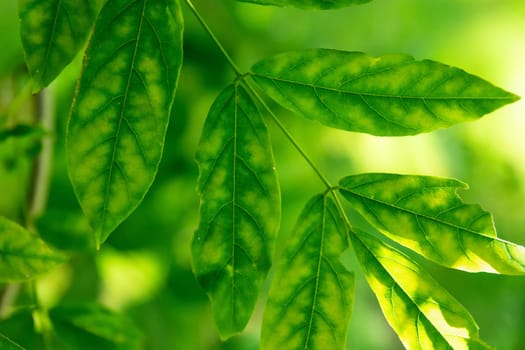 A close-up of a green twig with bitten leaves