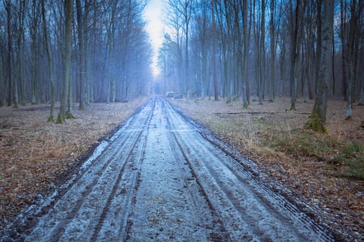 Frozen dirt road through a cold forest, eastern Poland