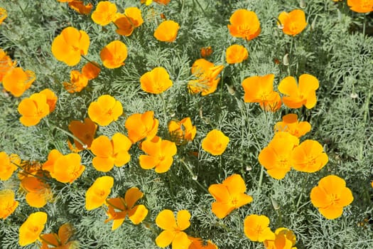 Esholtsia blossomed in the park with a bright lemon color on a summer day