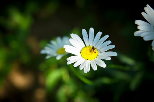 A white daisy blooming in the garden with an insect on a flower in spring close-up