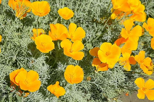 Small flowers of bright lemon-colored Esholtsia bloomed in the garden