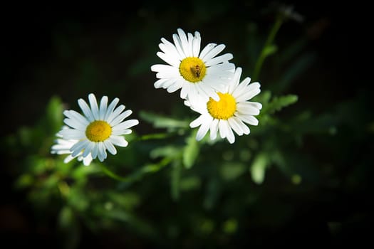 Garden white flowering daisy in the garden with an insect on a summer day