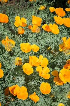 On a summer day, the esholtsia blossomed yellow in the garden