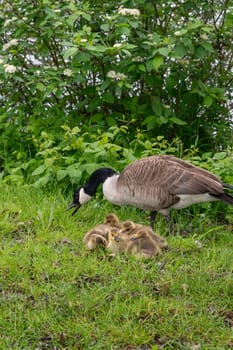 Family of Canada geese ( Branta canadensis ) with goslings in green grass in the nature