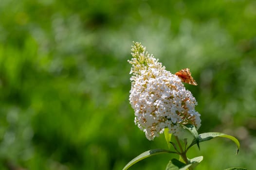 Bottom of Butterfly "Russian Bear"" ( Euplagia quadripunctaria ) on white buddleia in green nature"