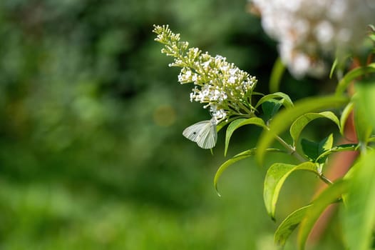 Cabbage white butterfly on lilac flowers in green nature