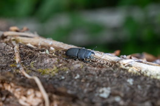 A bark beetle (Dorcus parallelipipedus), also known as the dwarf stag beetle, on a tree trunk leaf in nature